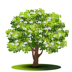 Wall Mural - detached tree magnolia with green leaves and flowers