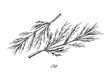 Hand Drawn of Dill Plants on White Background