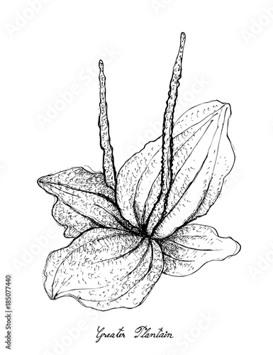 Fotografia, Obraz Hand Drawn of Greater Plantain on White Background