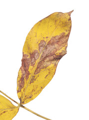 One yellow rusty autumn shot leaf with red parts like symbol of nature isolated on white