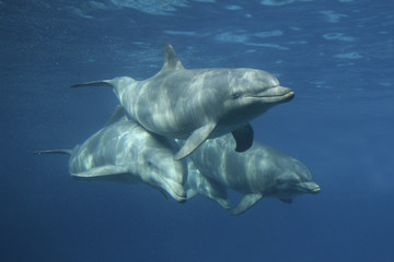 Wall Mural - Große Tümmler, Tursiops truncatus, Gruppe unter Wasser