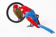 Toy Parrot Looking Into A Mirror