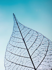  group of skeleton leaves on blured background, close up