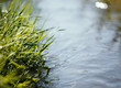 Close up of water stream with fresh plant, spring concept.