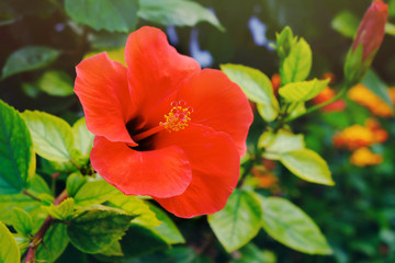 Wall Mural - Beautiful red tropical flower, close up