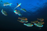 Fototapeta  - Coral and fish on underwater reef