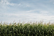 © Cavan Images - Scenic view of corn field against cloudy sky