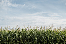 Scenic View Of Corn Field Against Cloudy Sky