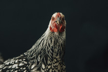 Close Up Of Hen Against Black Background