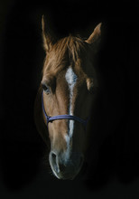 Close Up Of Horse Against Black Background