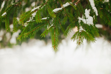 Wall Mural - Beautiful Winter Background