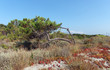 Leinwanddruck Bild - flore et plantes méditerranéennes sur littoral de haute corse en costa verde