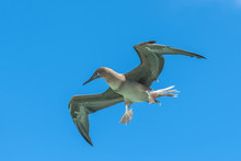 Brown Booby, Sula Leucogaster, Exotic Bird Flying In Blue Sky 
