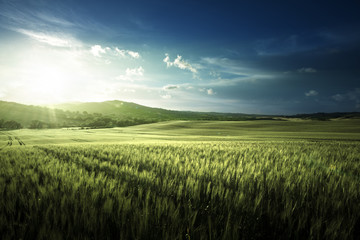 Wall Mural - Green field of wheat in Tuscany, Italy