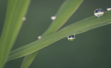 Close-up Of Morning Dew On Green Grass
