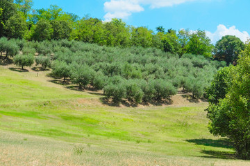 Sticker - country landscape of North Italia