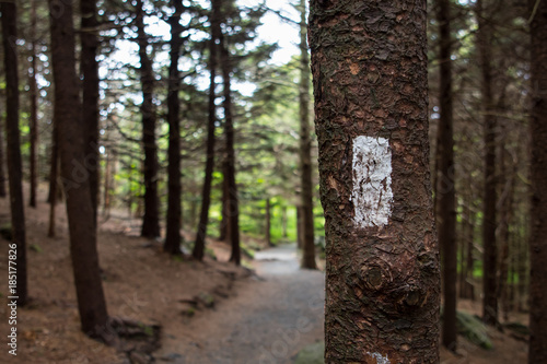 Cuadros en Lienzo Appalachian Trail Blaze at Carvers Gap