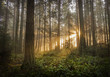 © LoweStock - Pacific Northwest Forest on a Foggy Morning. During a beautiful sunrise the morning fog adds an atmospheric feel to the firs and cedars that make up this lovely island forest.