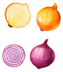 Wall Mural - Watercolor Food Clipart - Onion