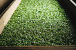 © Artem Zhushman/Stocksy - Withering tea leaves