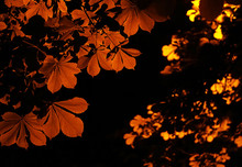 Leaves Of Chestnuts Highlighted By A Street Lamp At Night