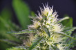 Cannabis cola (russian doll marijuana strain) with visible hairs on late flowering stage