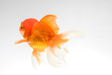 Wall Mural - Goldfish isolate on a white background