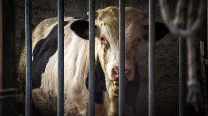 Black and White Cow in Barn