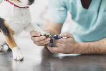 Veterinarian Cutting Dog's Toenails