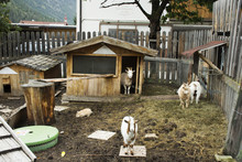 Goats Family And Rabbits Stand On Ground In Cage At Outdoor At Pfunds Village In Tyrol, Austria