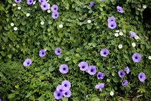 Purple Flower And Ivy In Garden