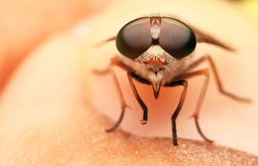 horsefly