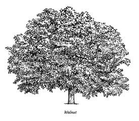 walnut tree illustration, drawing, engraving, ink, line art, vector
