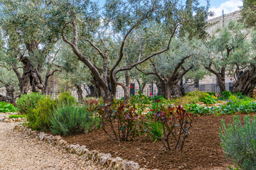 Poster - Garden of Gethsemane - olive trees