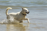 Fototapeta  - Young dog playing in the sea