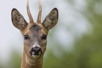 Wall Mural - head of animal
