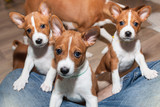 Fototapeta Zwierzęta - beautiful, cute puppy dogs not barking  dog breed basenji