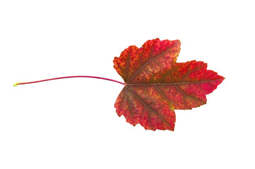 Red autumn leaf from park outdoor isolated on white background