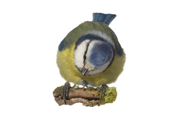 Wall Mural -     Eurasian Blue Tit (Cyanistes caeruleus) isolations on a white background