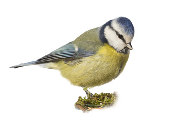 Wall Mural - isolate Eurasian blue tit (Cyanistes caeruleus)