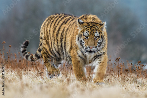 Zdjęcie XXL tygrys, tygrys syberyjski (Panthera tigris altaica)