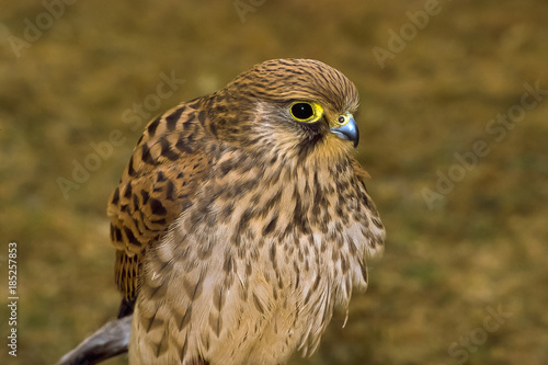Primo Piano Di Gheppio Comune Profilo Su Sfondo Chiaro Falco Tinnunculus Buy This Stock Photo And Explore Similar Images At Adobe Stock Adobe Stock
