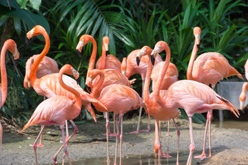 Naklejka egzotyczny afryka flamingo piękny ptak