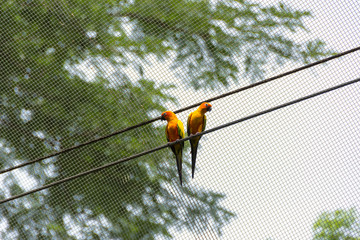 Wild parrots or macaw in a forest