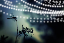 Abstract And Magical Image Of Dragonfly Silhouette And Firefly Flying In The Night Forest. Fairy Tale Concept.