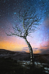 Wall Mural - Winter night landscape lonely tree standing in a mountain lowland against the backdrop of the northern milky way and orange city lights on the horizon.