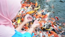 Woman Is Feeding A Very Hungry Koi Fish On The Pond