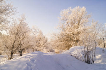  Winter forest landscape in siberia white trees in the park