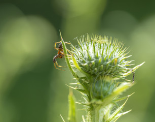 Poster - spider on thistle