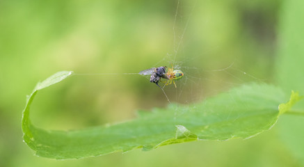 Poster - spider with prey